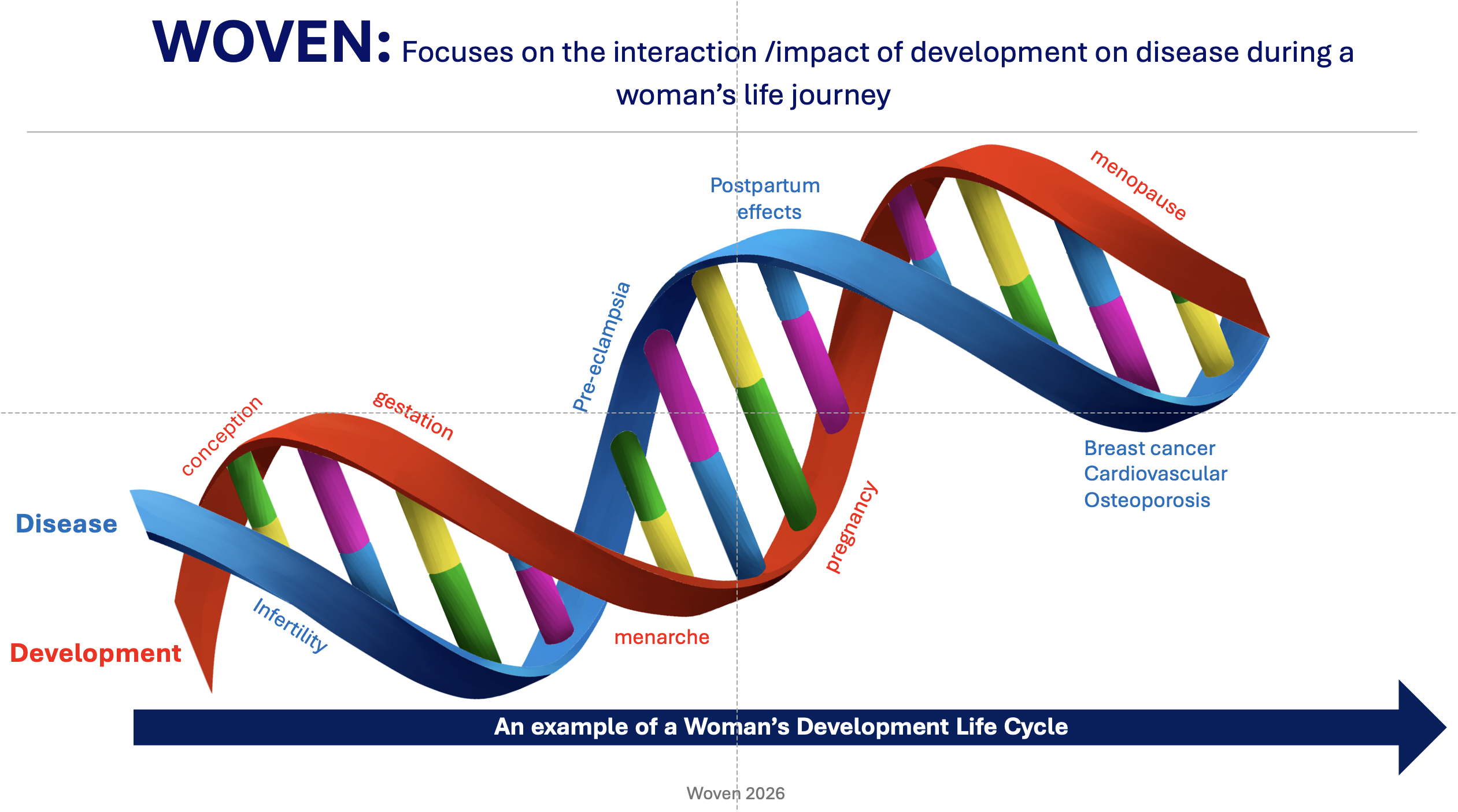 Diagram of a woman's development life cycle woven with disease, from conception to menopause